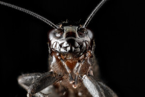 "Cricket, face" by USGS Bee Inventory and Monitoring Lab 