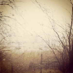 Can you see the cows?